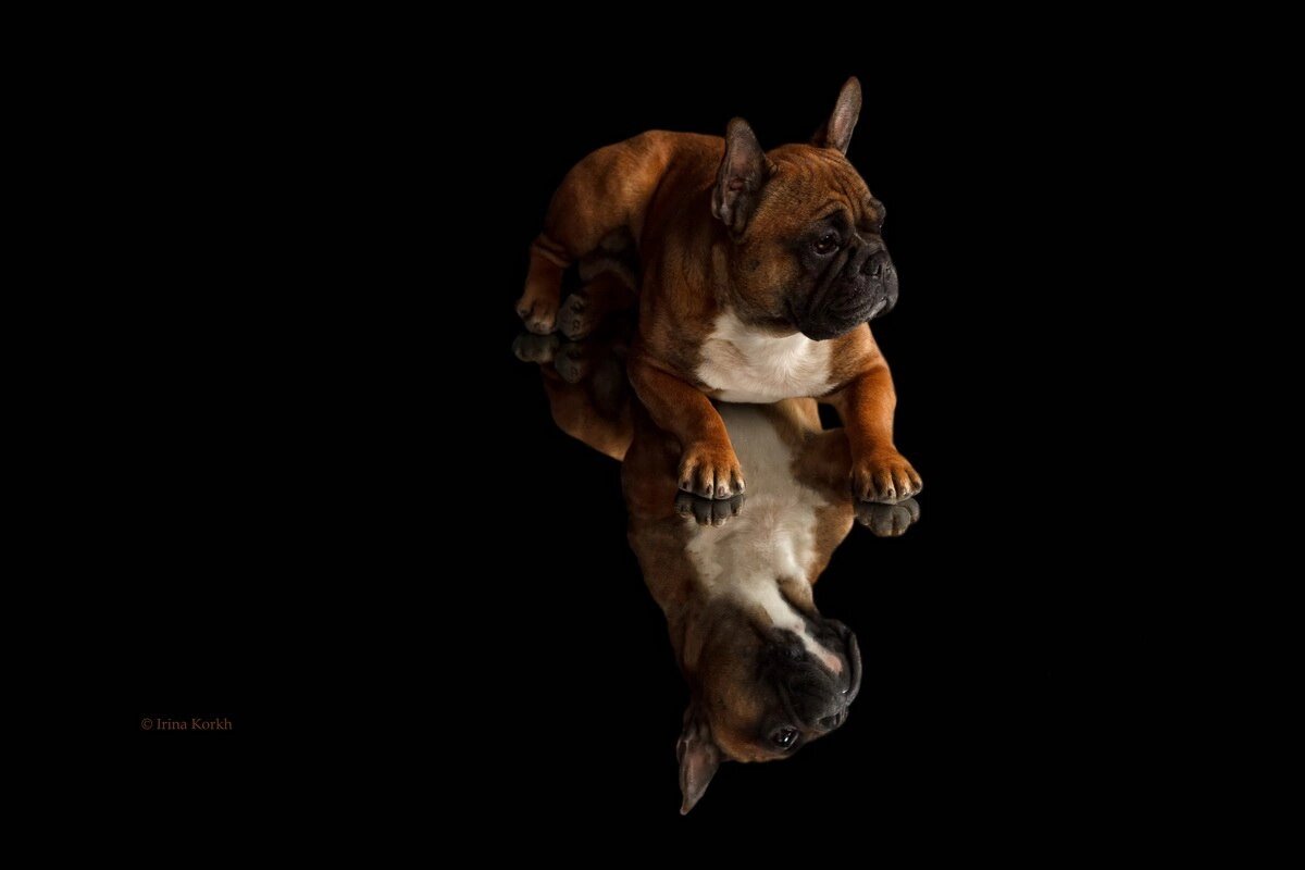 Французский бульдог