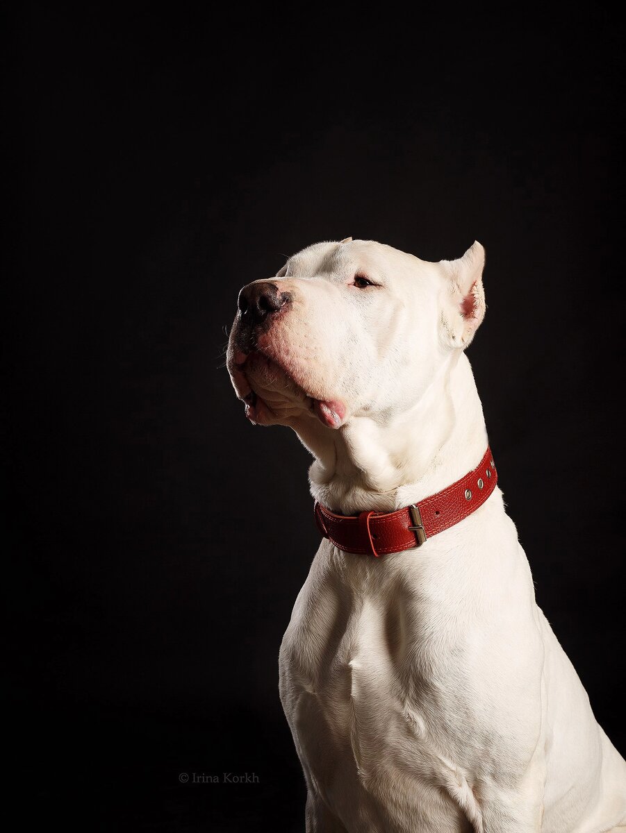 Аргентинский дог