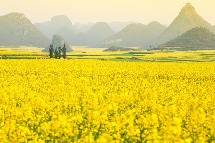 Shutterstock📷Горчичное масло — растительное масло, изготовляемое из семян горчицы, для получения горчичного масла используется прессование либо экстракция семян