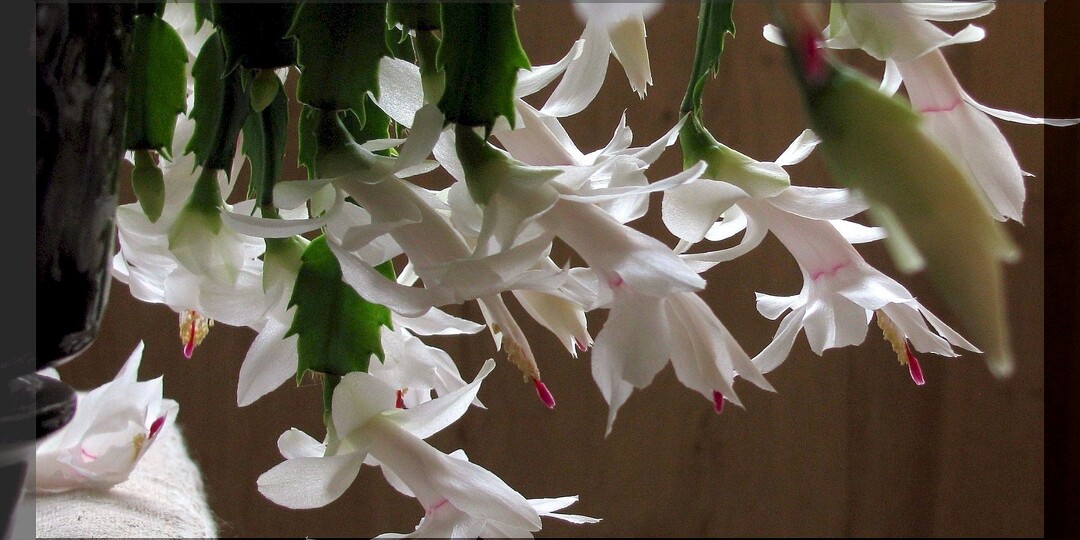 Декабрист в вопросах и ответах: самое важное об уходе, подкормках и размножении декабриста