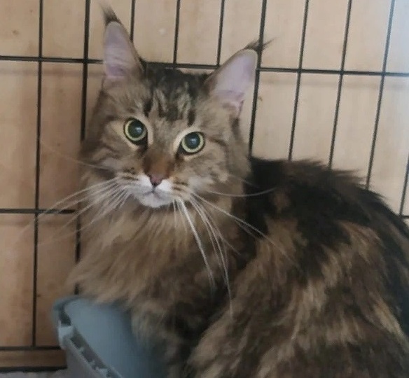 Порода не признак счастья. Мейн-кун оказался в приюте по семейным обстоятельствам...