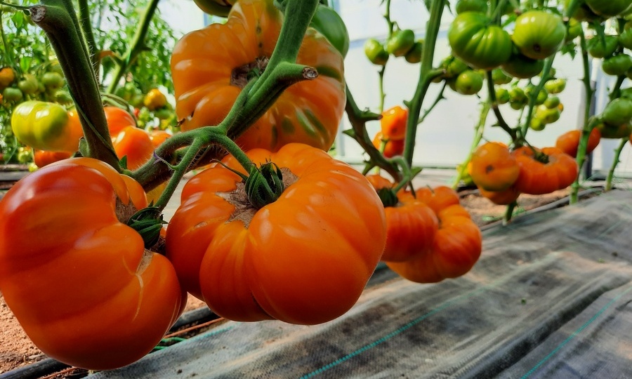 Пять отличных сортов томатов «Вкусные ГИГАНТЫ»