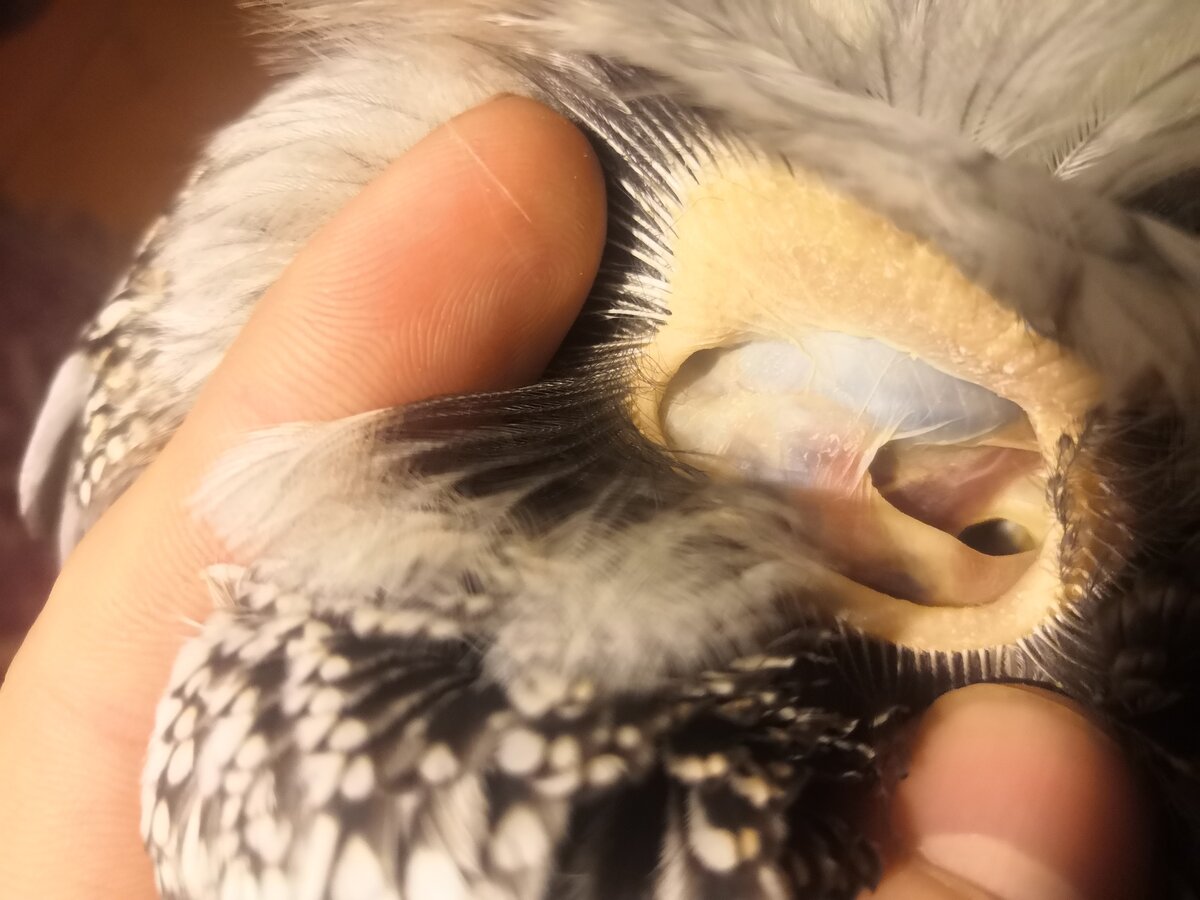 Вот так выглядит ухо совы. Если заглянуть туда, то можно увидеть глаз птицы. Зачем совам такой странный орган слуха и как он устроен?