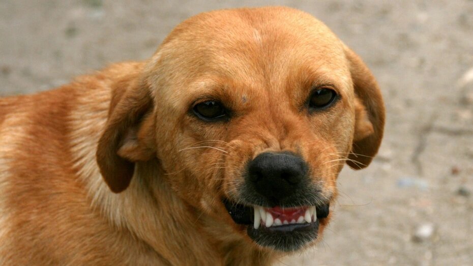 Dogs future past