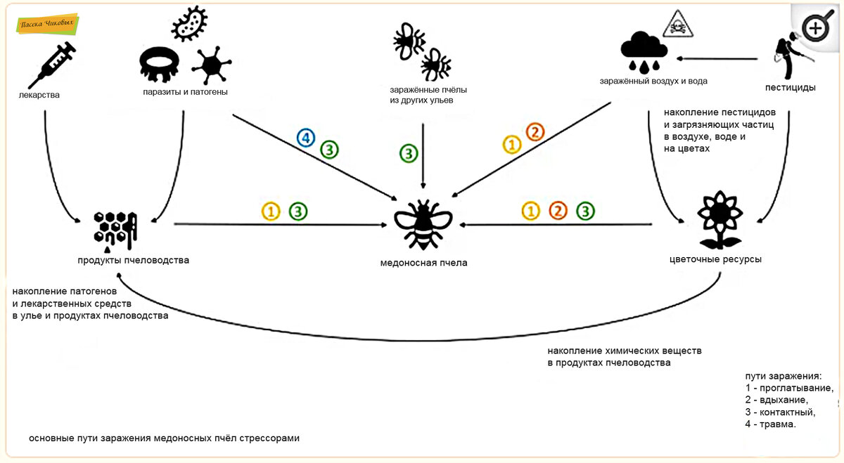 основные пути заражения и поражения пчёл