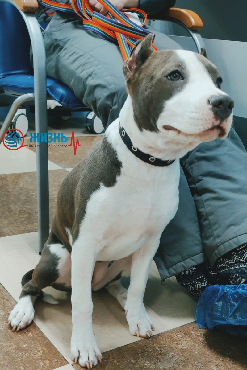 Демодекоз у американского стафардширского терьера.