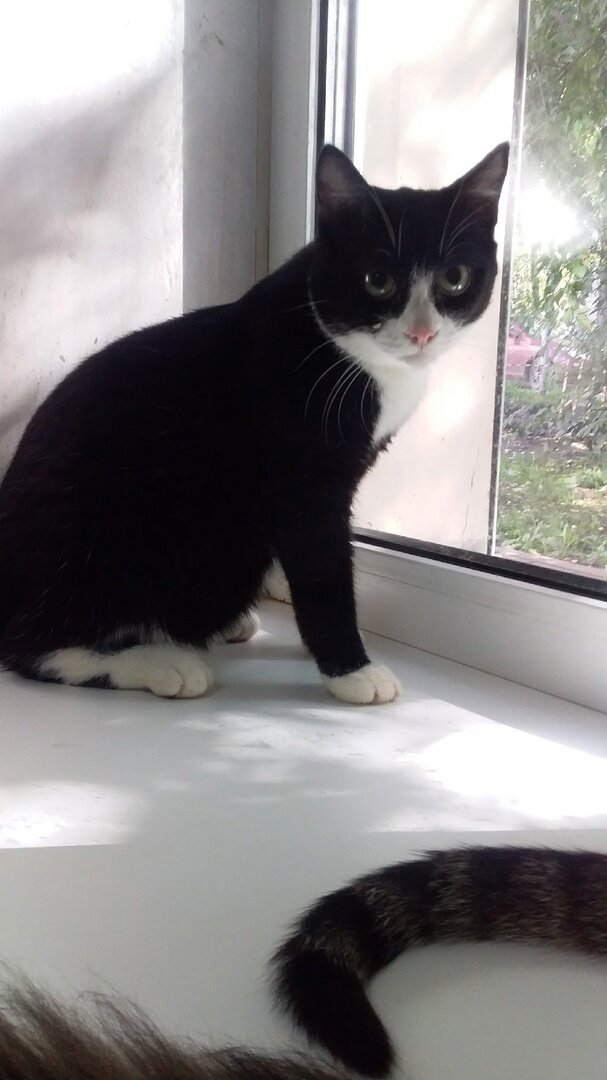 Еще немного информации про Дейла | Благотворительный фонд "ТОТОШКА" | Дзен