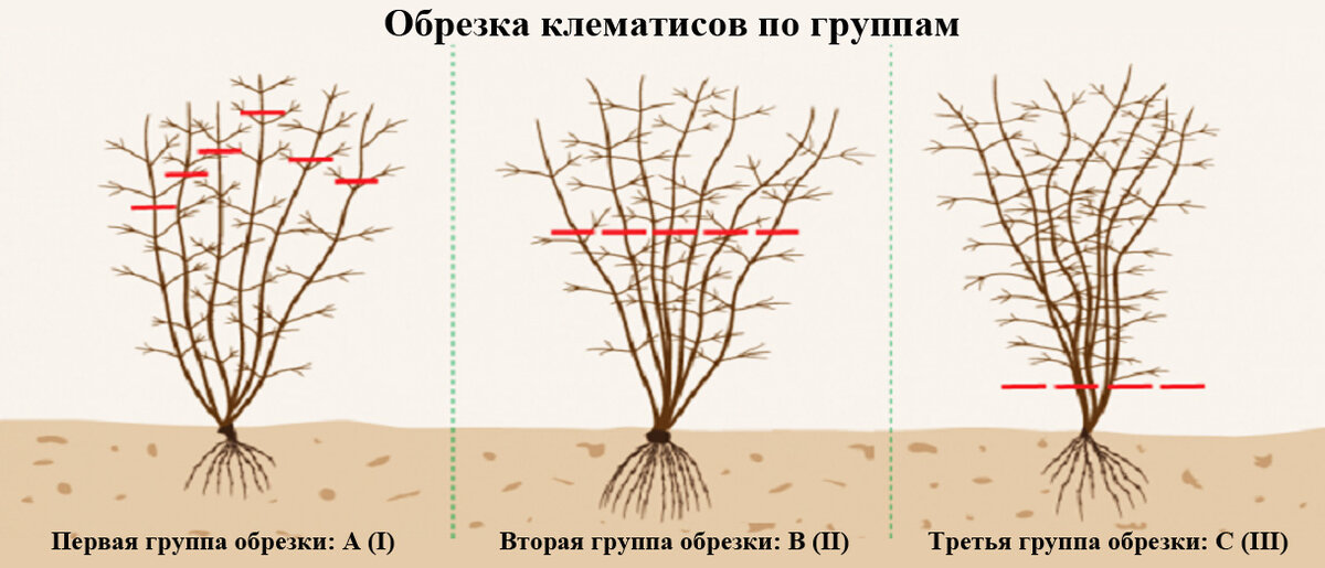 2 группа обрезки клематисов как обрезать фото Почему не цветет клематис? Причины и что нужно делать? Feel Green Дзен