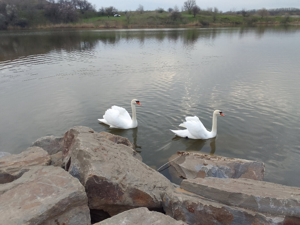 В кадр попало два лебедя, но их там очень много, и они ручные!