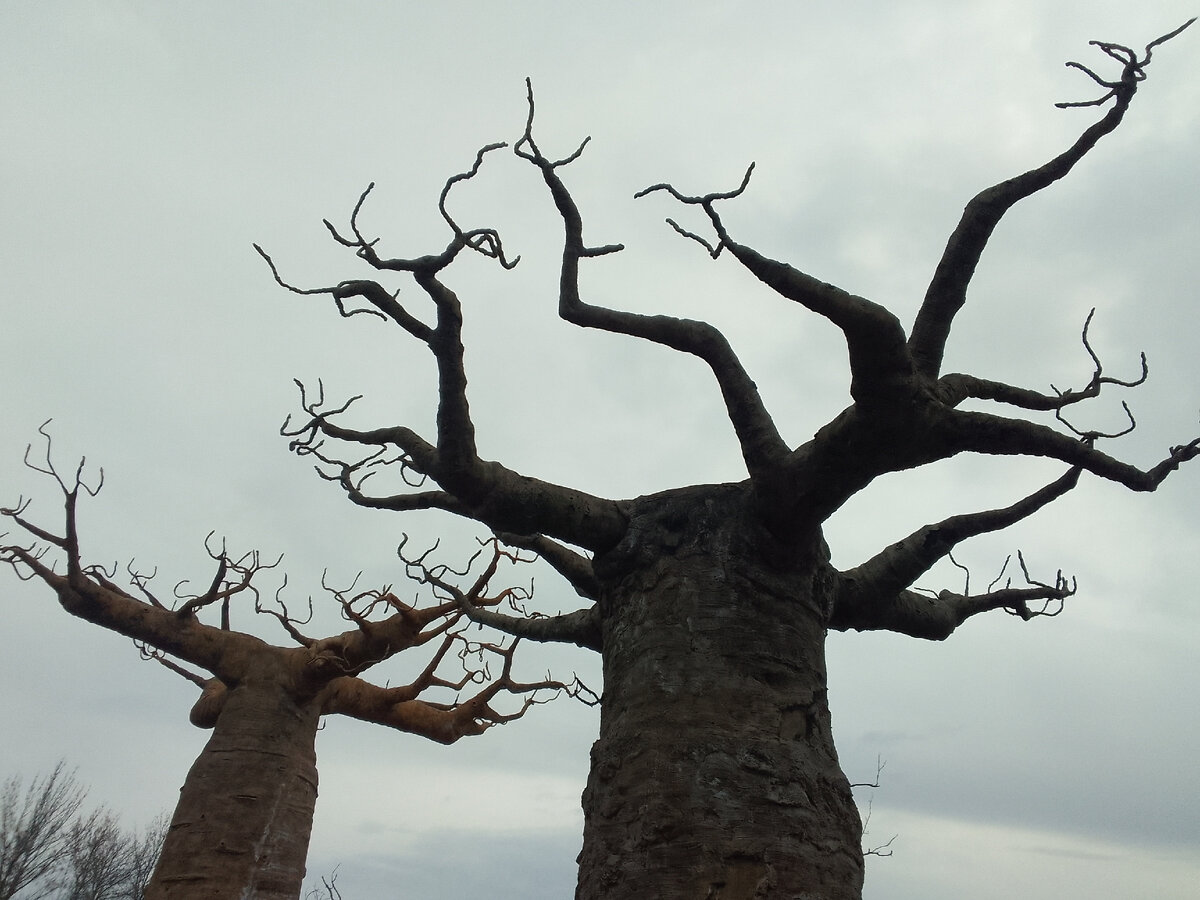 Когда с ними рядом стоишь - аж дух захватывает - такие они необычные и загадочные.