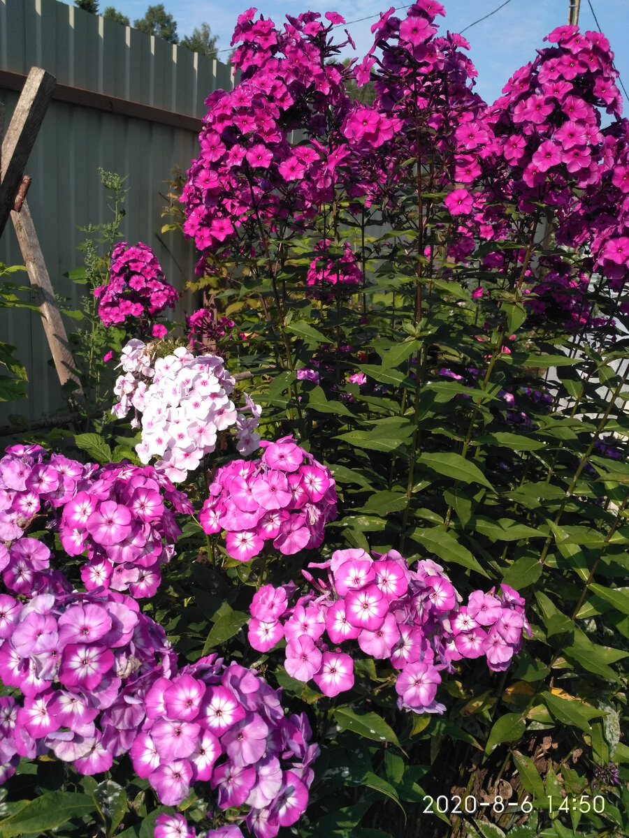 1. Предположительно, флоксы West и Успех