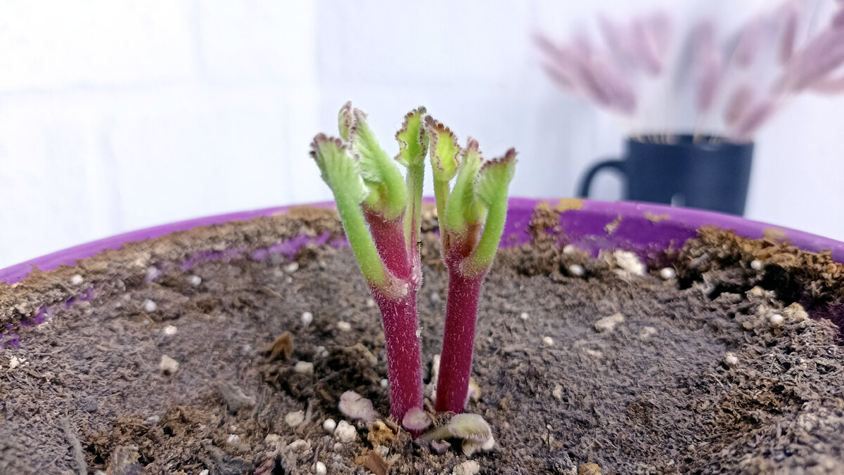 Растение из этой публикации - по-правильному называется "синнингия прекрасная". Где "прекрасная" - это не мой эпитет, а название вида. Но и "тидея", и "глоксиния" - слова-синонимы, пусть и неверные с точки зрения ботанического справочника. Гибридные глоксинии, украшающие наши дома сегодня, выведены на основе видовой синнингии прекрасной