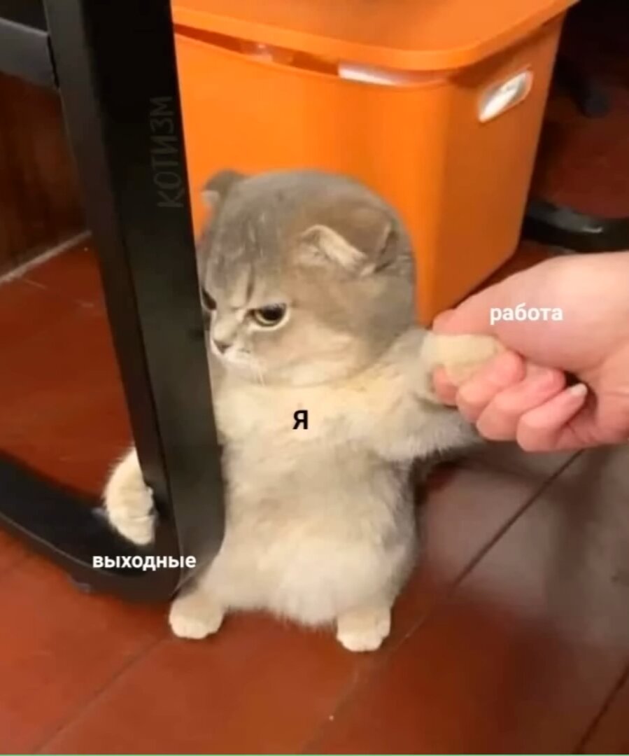 Делитесь в комментах, как прошли ваши первые дни на работе\учебе. И да, я вернулась спустя 2 тяжелых года переезда, ну и просто решила продолжить радовать вас мемасами в это непростое время...