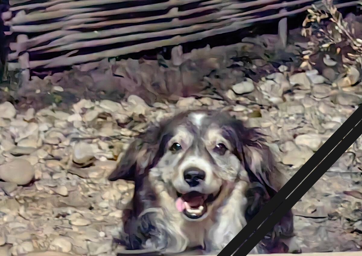 У меня позавчера 18:40 умер мой пес... Мой друг. Моя радость. Мой дорогой пес... Он был со мной всего 1.5 года, нашёл ветеринара взял у него 2 укола но не помогли умер неожиданно, предположительно от чумки... Умер тихо, тихо... Просто исчез... Я открываю дверь, а он больше не встречает меня... Он не сидит рядом, не бежит с утра за мной к реке, не просит косточку и мне некому больше их покупать... Вчера выкопал ямку, постелил коробку, замотал его в тёплый плед, положил деве косточки и дал залп из ружья.  Я никогда не думал, что это так больно...