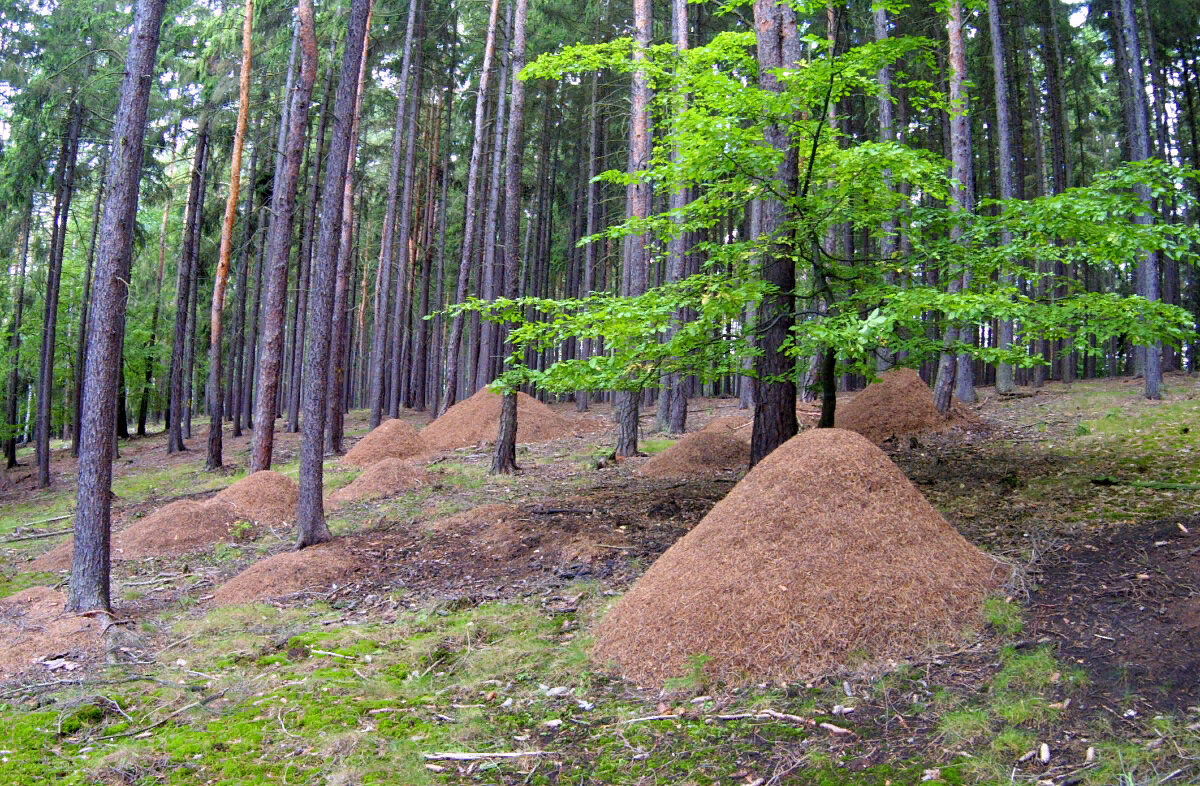 Комплекс гнёзд рыжих лесных муравьёв. Фото из открытых источников.