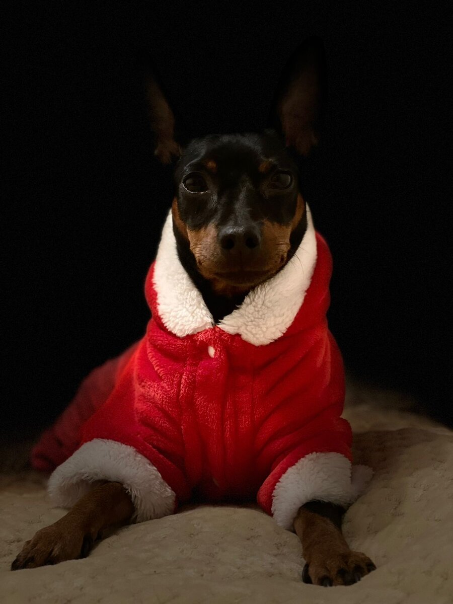 Это Лачи, мой пёс , цвергпинчер 