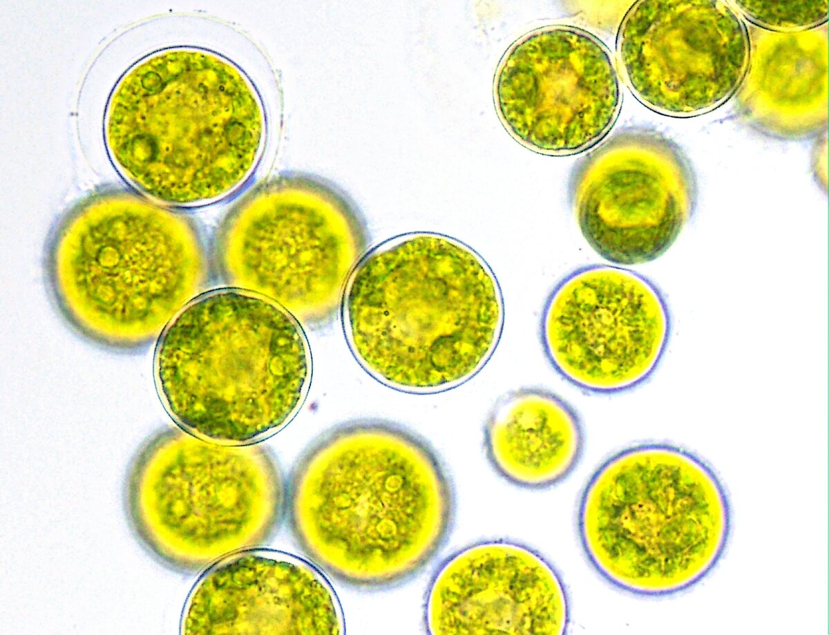 Хлорелла богата витаминами: холекальциферол (Д3), токоферол (Е), Цианкобаламин (В12),тиамин (В1), рибофлавин (В2), менахинон (К2), никотиновая кислота (РР), биотин (В3). Рисунок из открытых источников Яндекса.