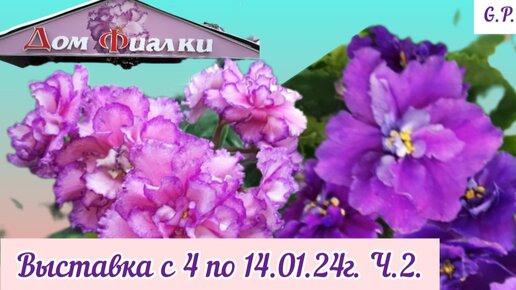 ФИАЛКИ --2024. Выставка с 04.01 по 14.01.2024г. в Доме Фиалки (Москва). Часть 2.