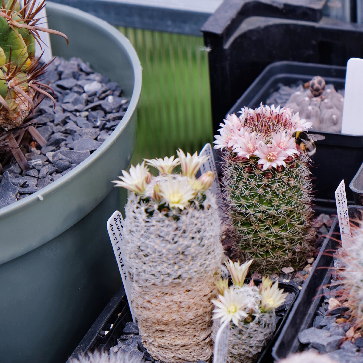 Маммилярии и шмель