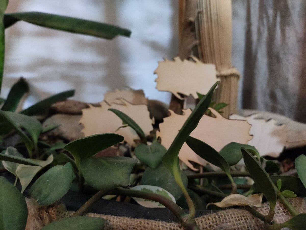 Ярлычковый городок радостно позирует в диких зарослях пеперомии на фоне борщевика