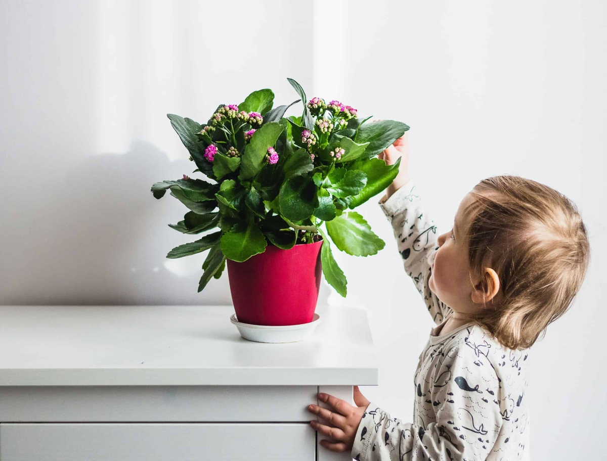 Комнатные цветы для детской. Комнатные растения. Цветы у дома. Комнатные растения для детей. Комнатные растения для детской.