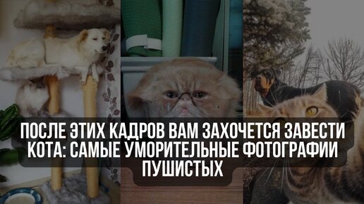 下载视频: После этих кадров вам захочется завести кота: самые уморительные фотографии пушистых