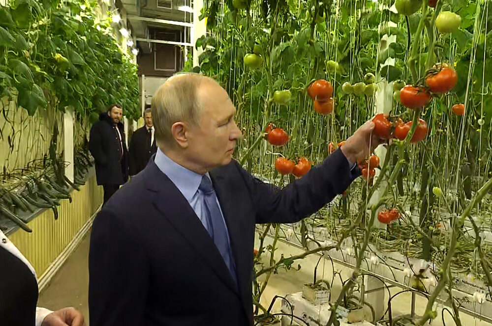 Владимир Путин осматривает помидоры выращенные в условиях вечной мерзлоты. Фото: tvc.ru
