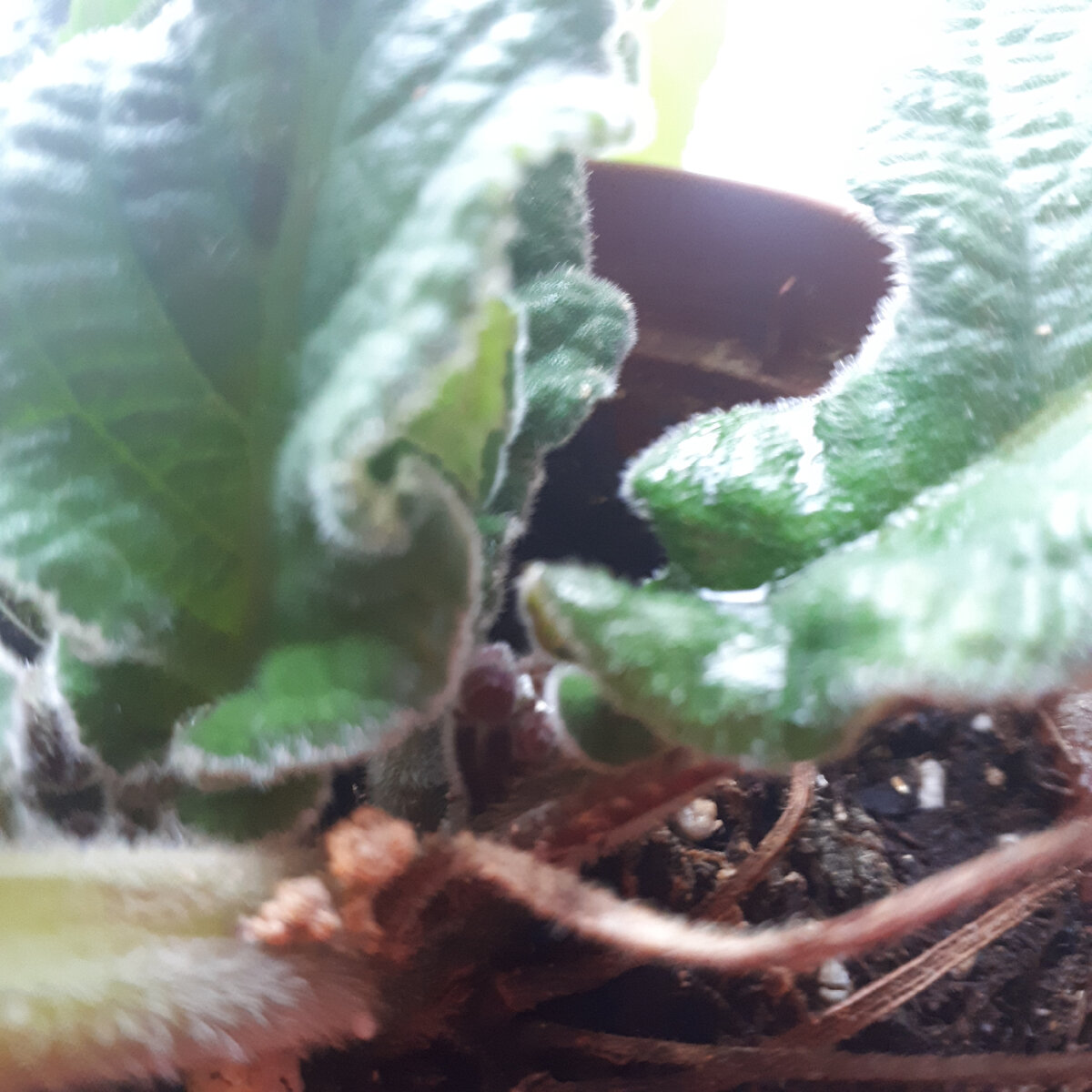 Часто у фиалок и стрептокарпусов пропадают листья, гниют, сохнут, и всегда по разным причинам!