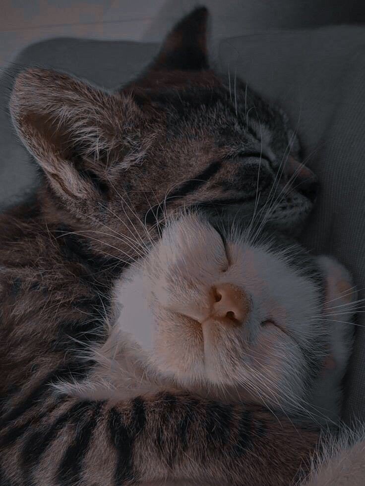 Милые котики