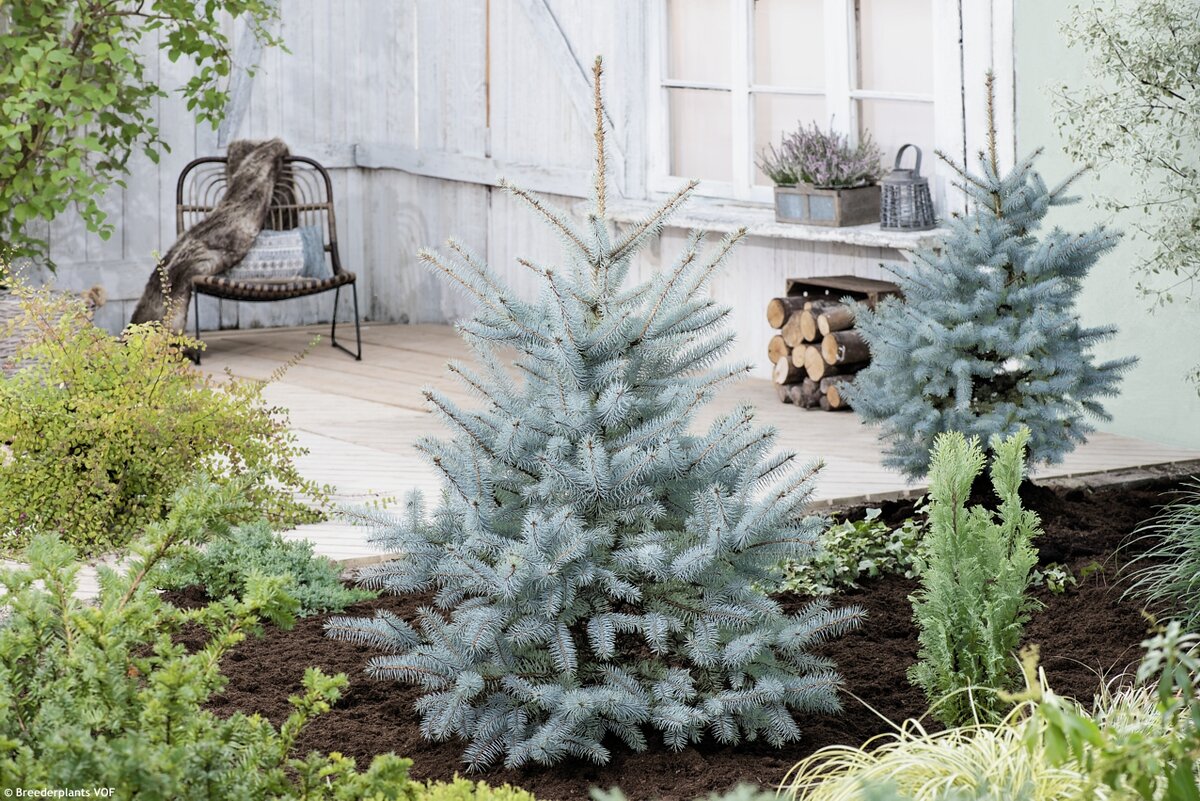 Фото Breederplants