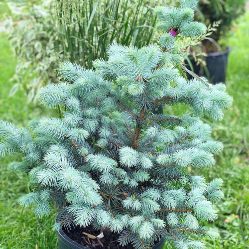 Фото Garden Center Point