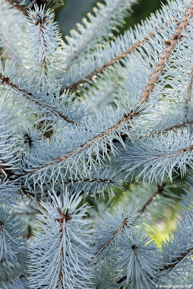 Фото Breederplants