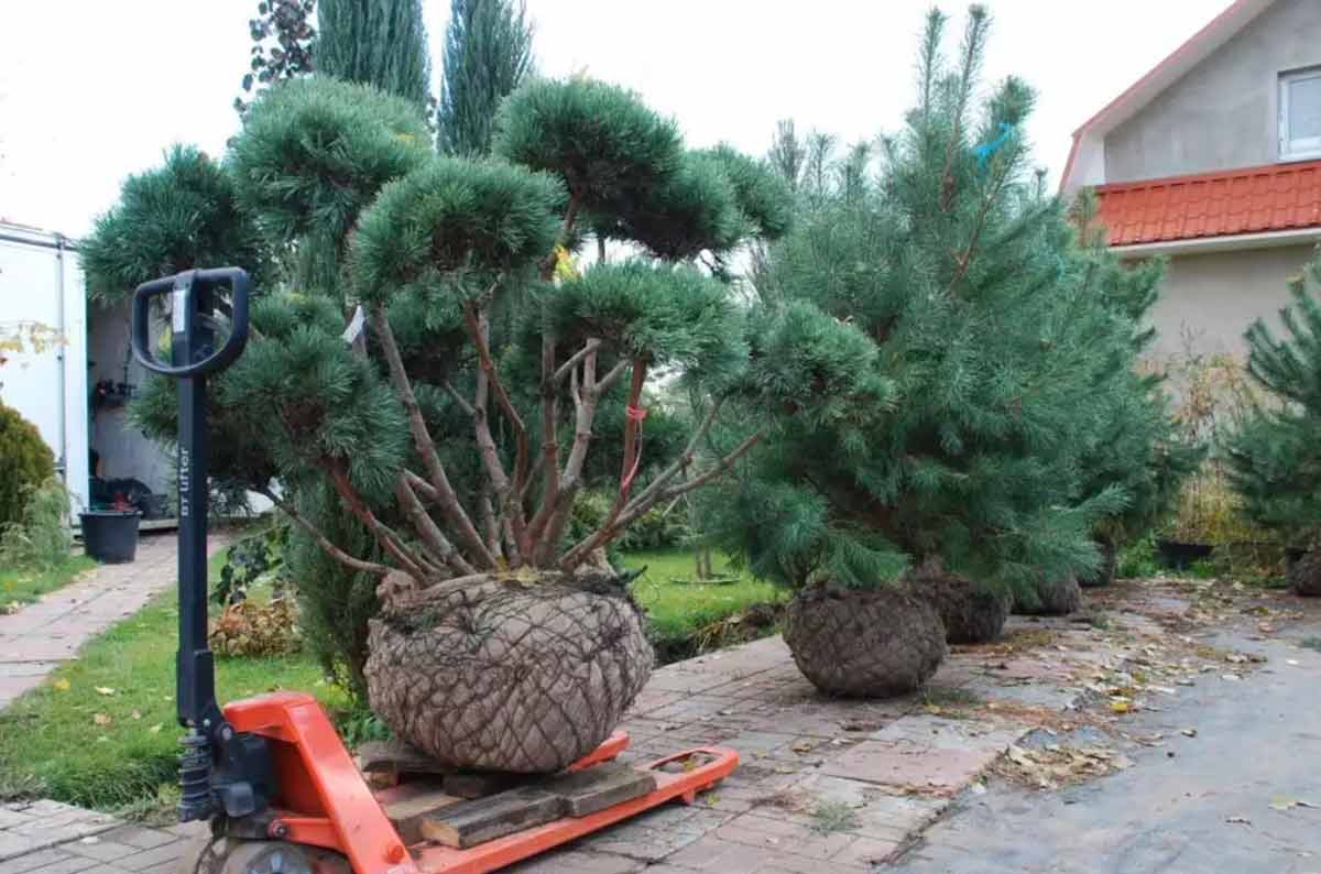 Посадка крупномерных деревьев и кустарников