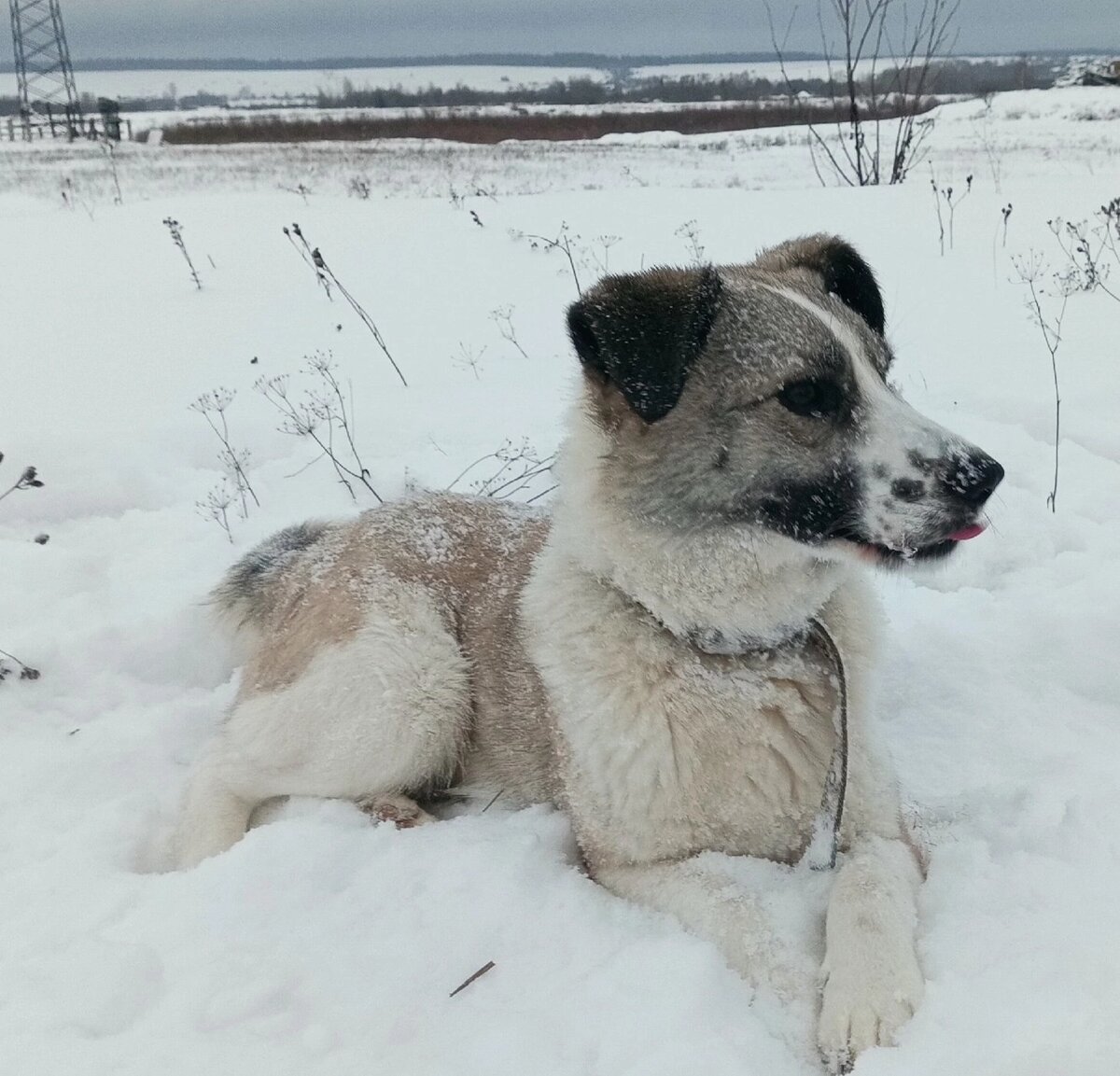 Она создана для дома, для любви, для дивана .