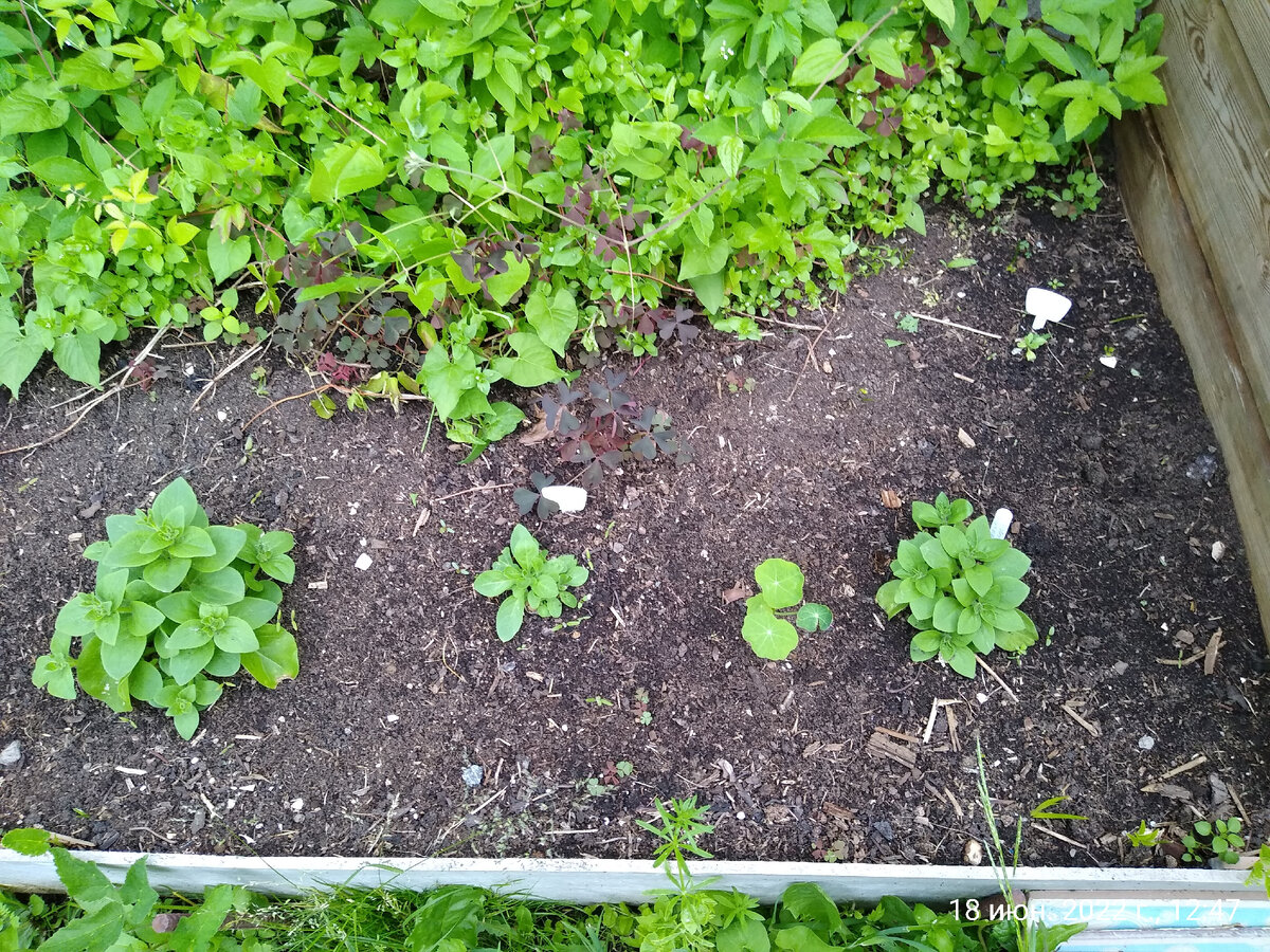 Росток в правом верхнем углу — Петуния Дуо 