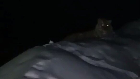     В Пожарском районе произошла невероятная встреча с Амурским тигром рядом с Лучегорским угольным разрезом.