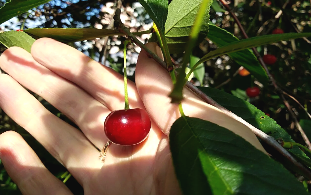 духи том форд лост черри 100 мл. запах вишни какой. ароматы с вишней. запах вишни формула. вишня и черешня.