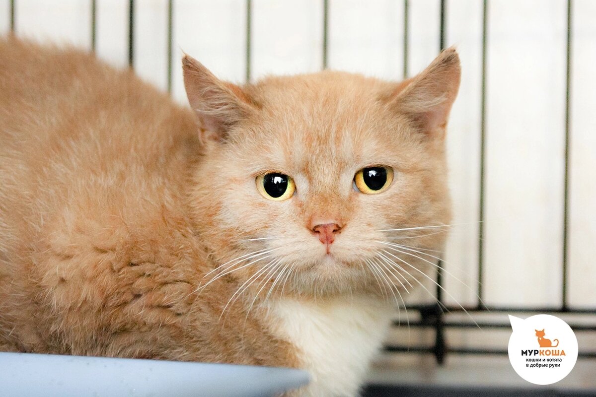 Колобочка нашли на улице вместе с сестрой.