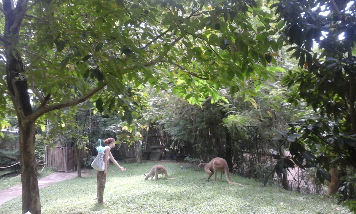 пока не видят обезьяны...