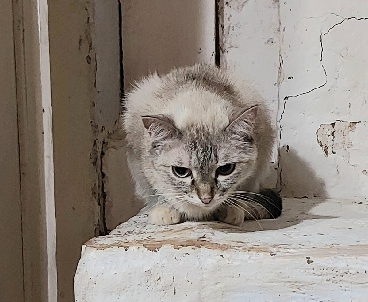 Анфиса собственной персоной, на печной лежанке греется 😊