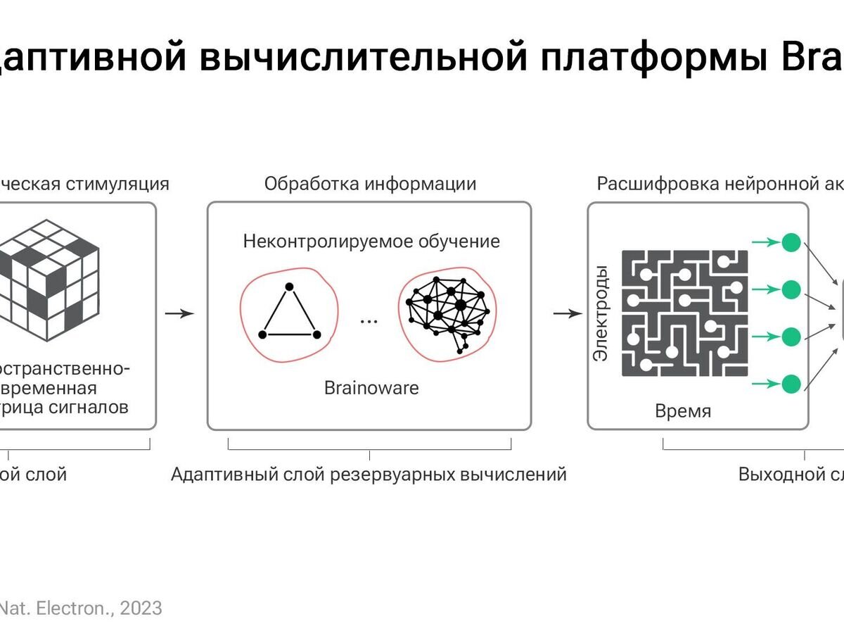    Схема адаптивной вычислительной платформы Brainoware © Инфографика