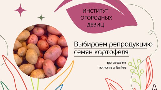 Download Video: Выбираем репродукцию семян картофеля.