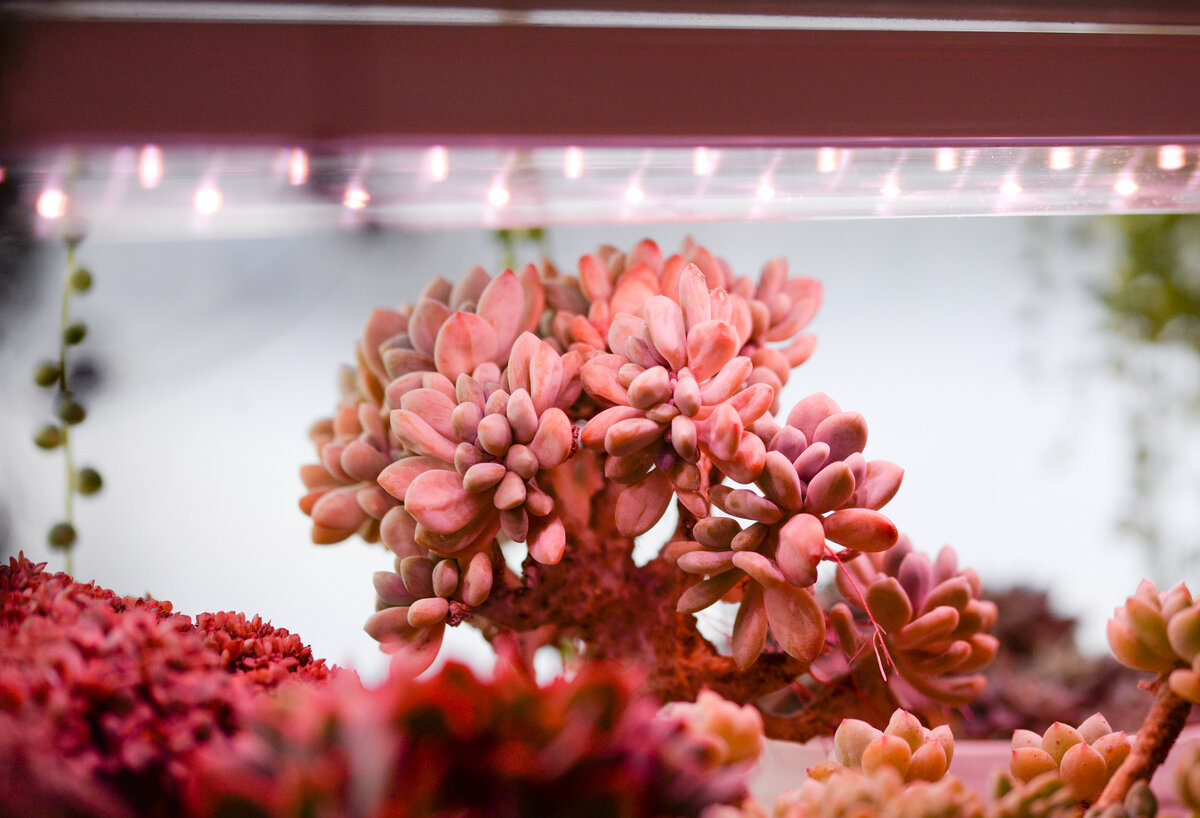 Cremneria 'Expatriata' f.cristata