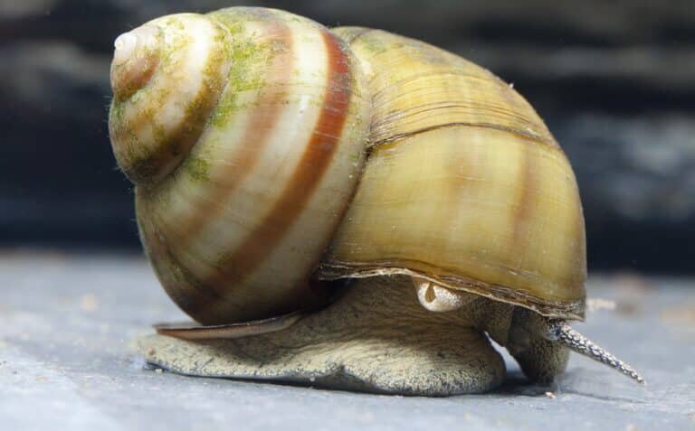    Ученые СПбГУ создали новую классификацию пресноводных улиток / © Getty images