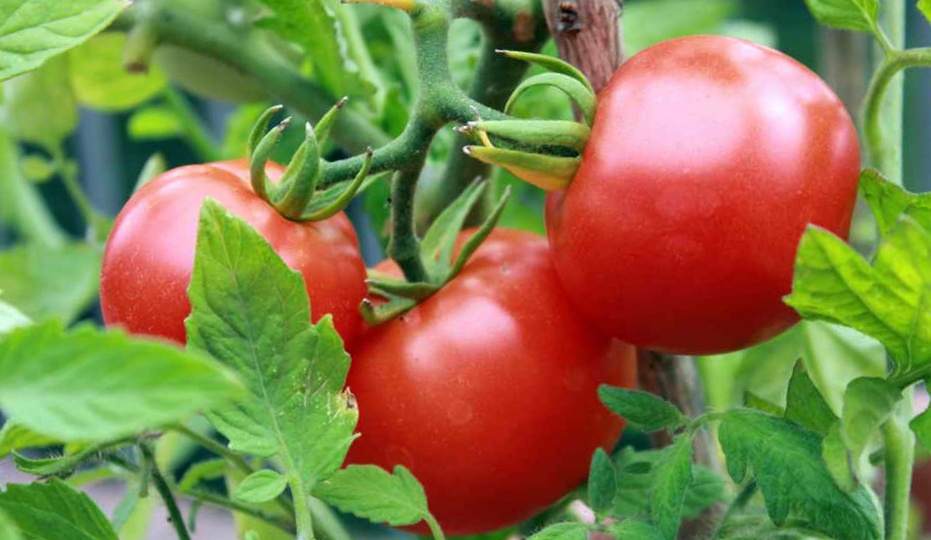 «Старый друг лучше новых двух»!Советские сорта томатов — актуальные в наши дни (7 фаворитов из прошлого)