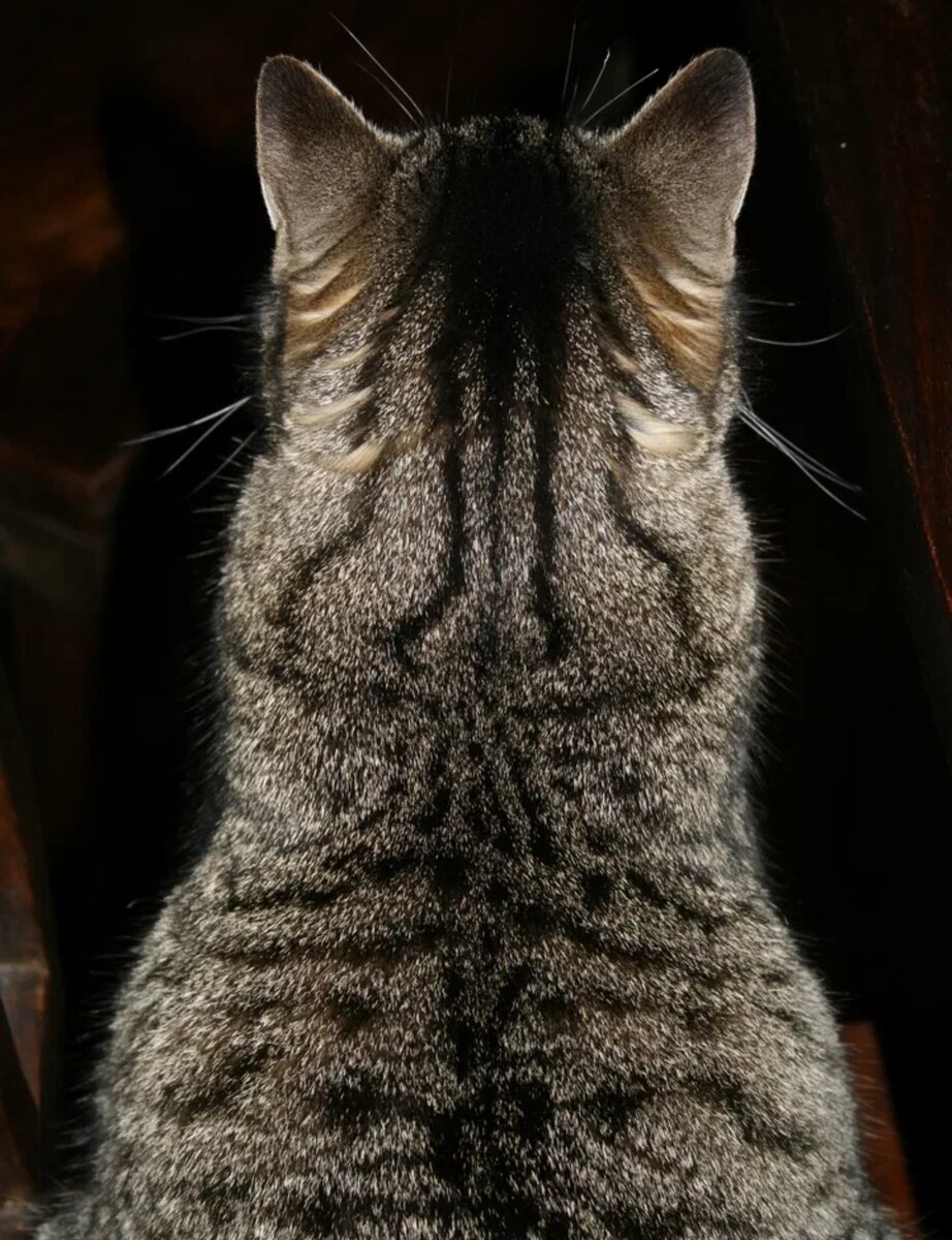 Фото из интернета