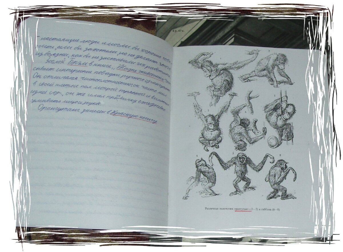 Реферат ученика 4 класса "Орангутанг - животное из Красной книги".