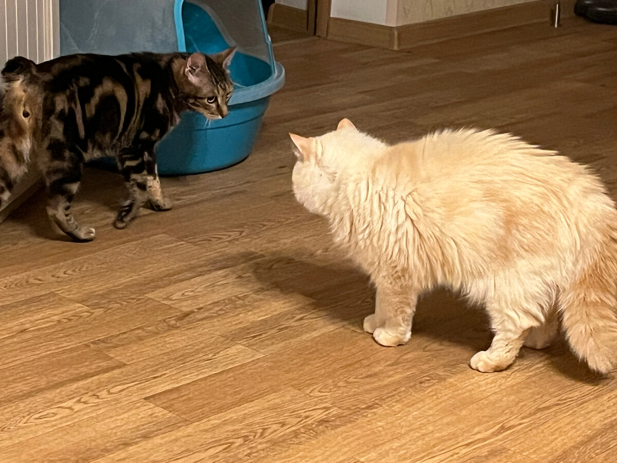 Забавные зверюшки. Капибара и животные. Такин мишми. Братья наши меньшие. Таки животных.