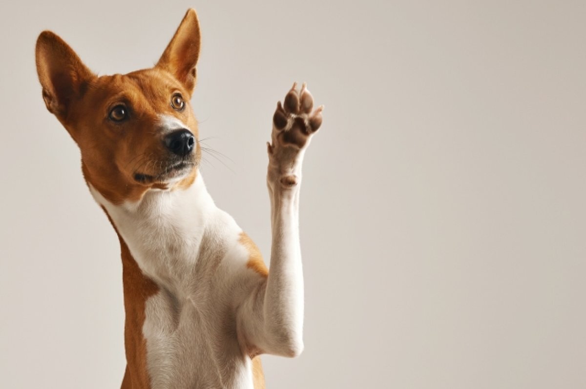    Береги лапы.