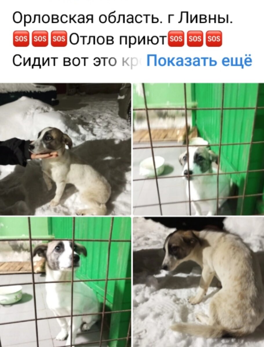 Пост помощи из г. Ливень. Малышка на выход.